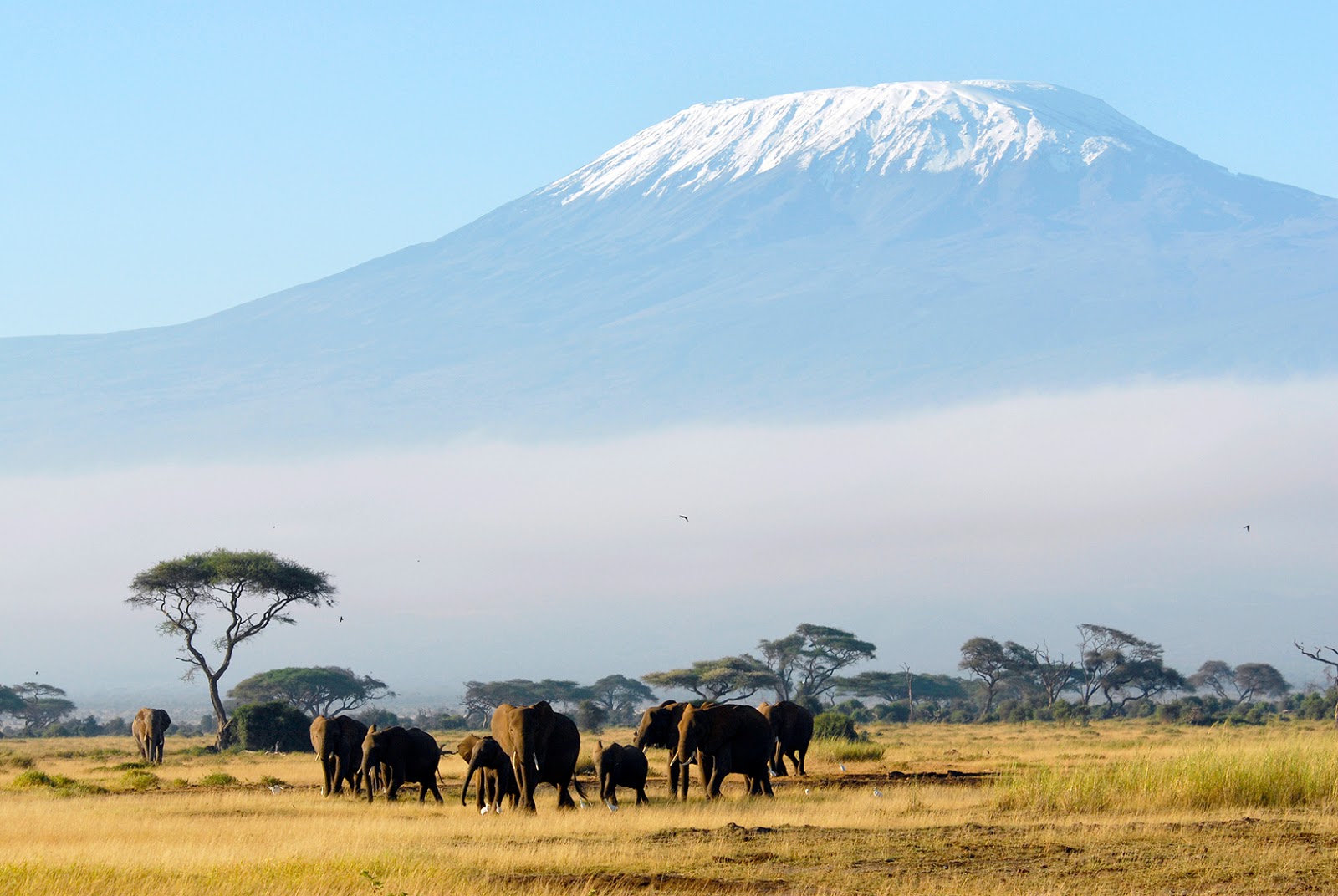Kilimanjaro climb & safari package