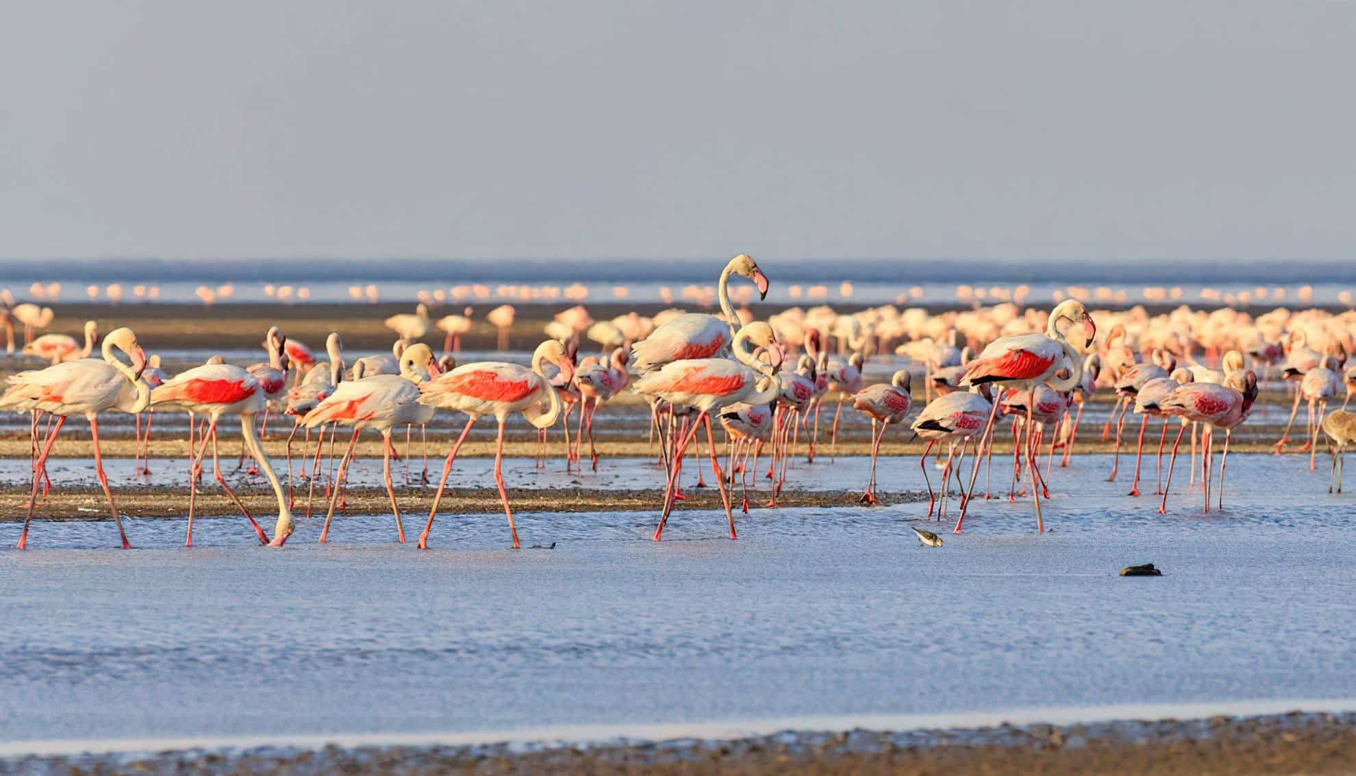 Tailor-made Lake Natron safari packages