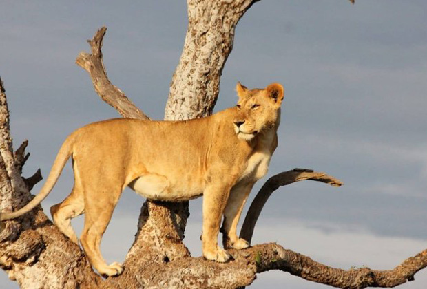 Tanzania Group Joining Safari Day 3