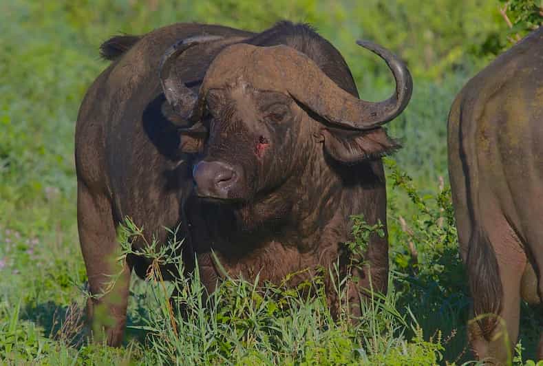 3-Day Fly-In Safari from Zanzibar to Mikumi