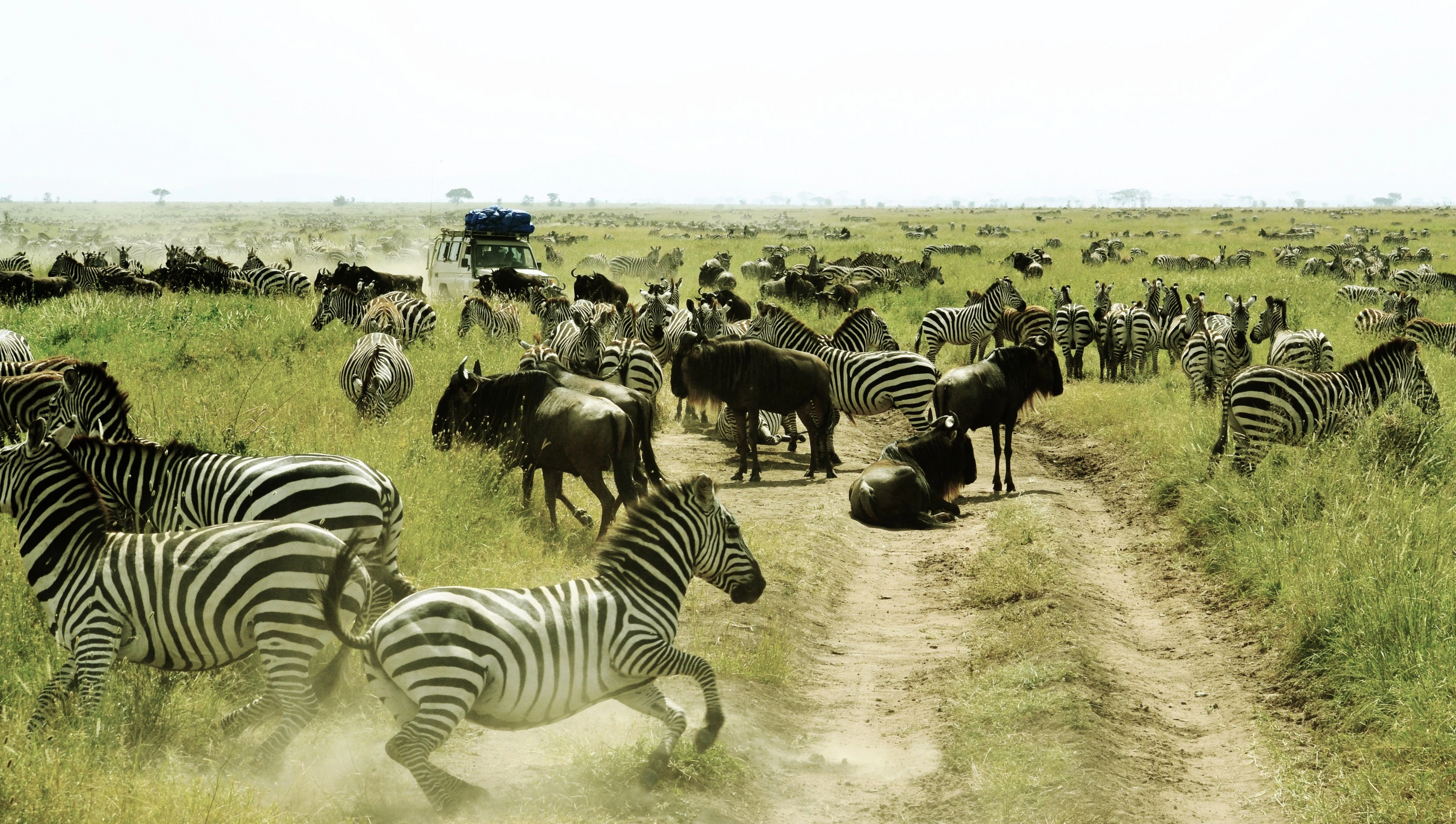 3-Day Fly-In Serengeti Safari from Dar es Salaam