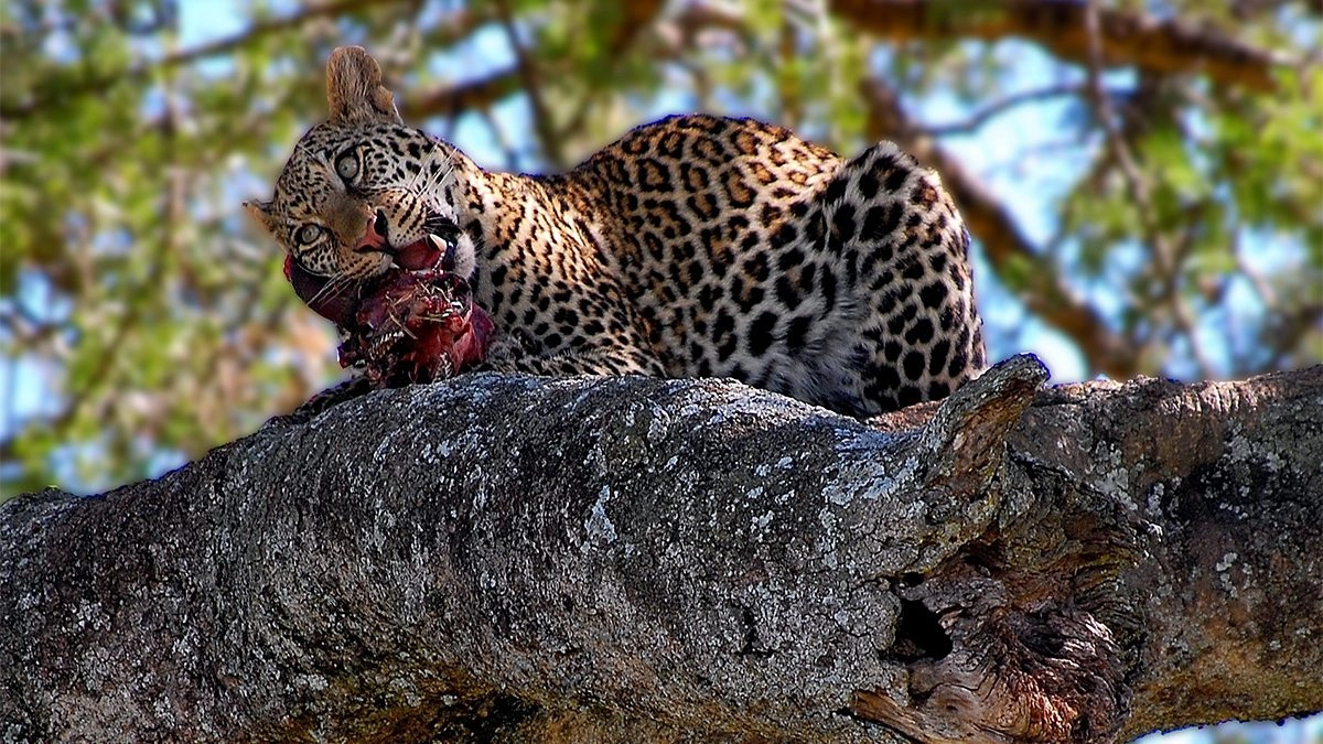 3-Day Tanzania Safari Tour