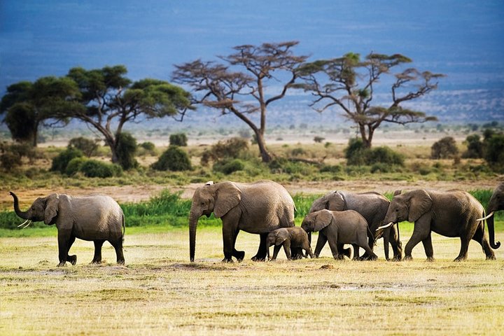 3-Day Tanzania Safari Tour