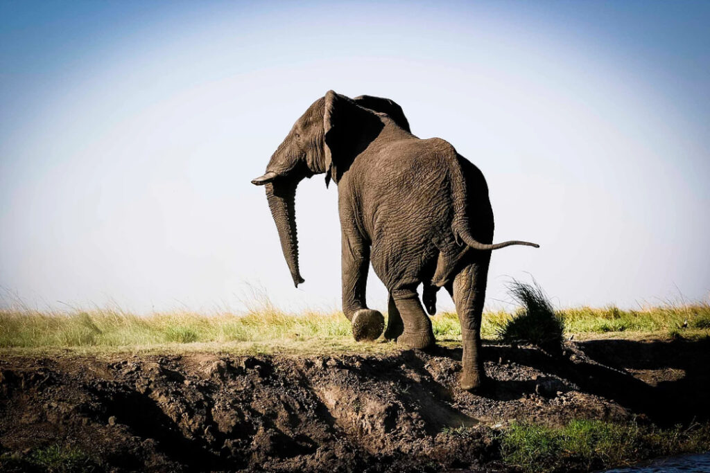 3-Day Tanzania Safari Tour