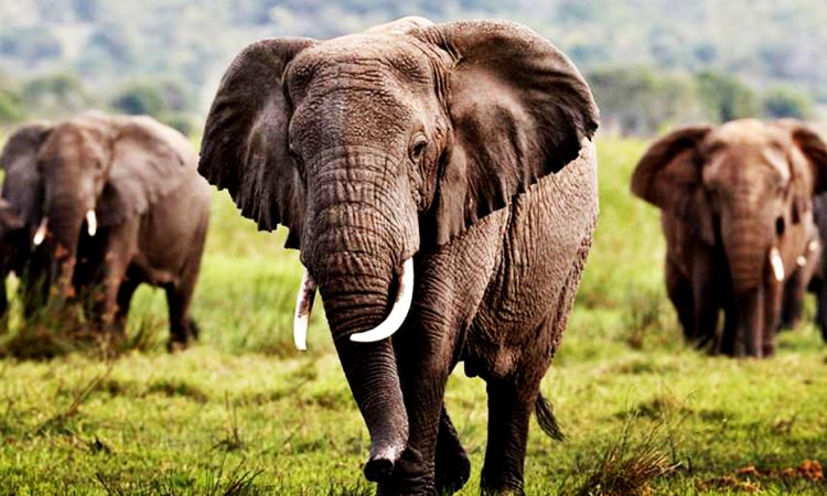 Mikumi all-inclusive safari package