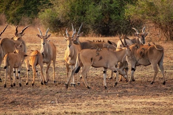 3-Day Fly-In Selous Safari from Dar es Salaam 