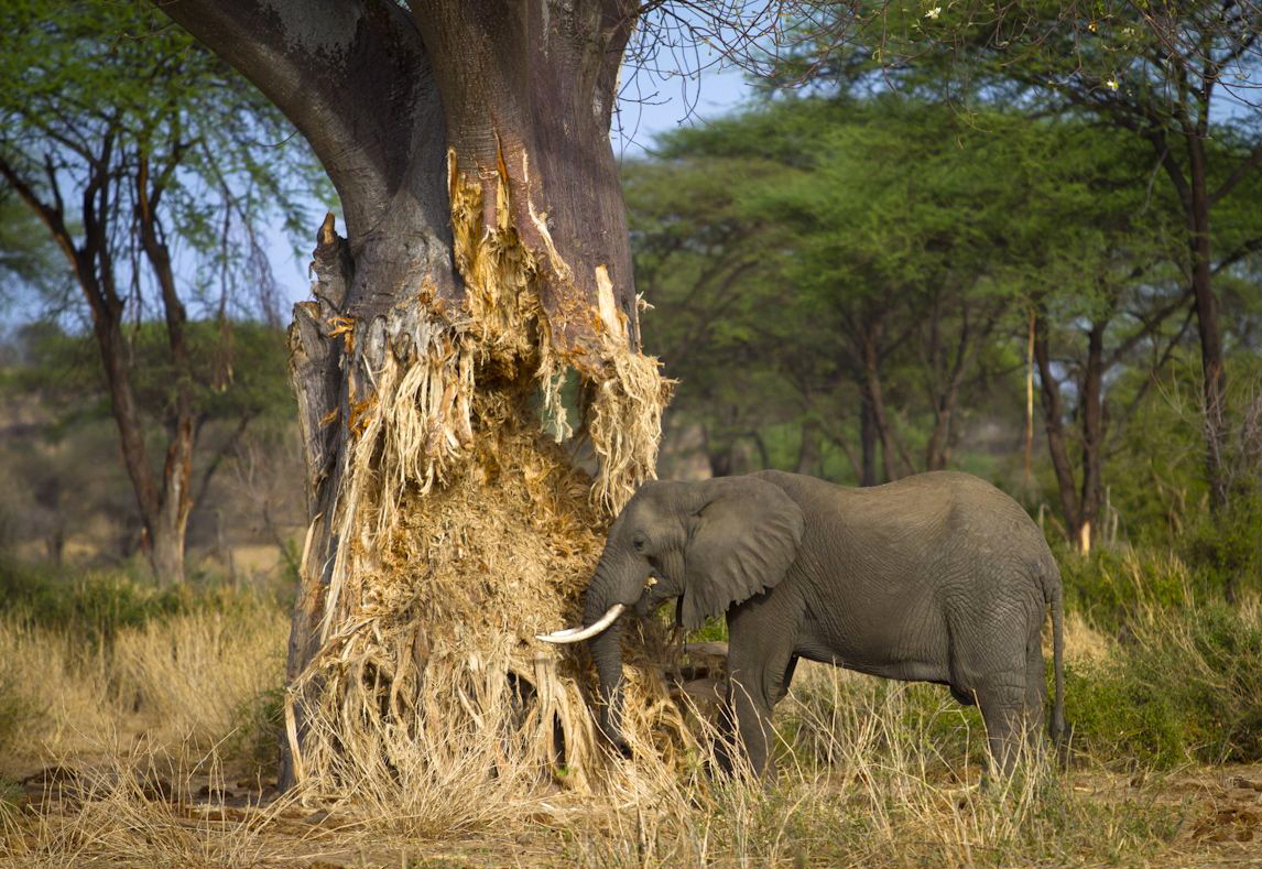 4-Day Private Tanzania Safari & Maasai Cultural Tour