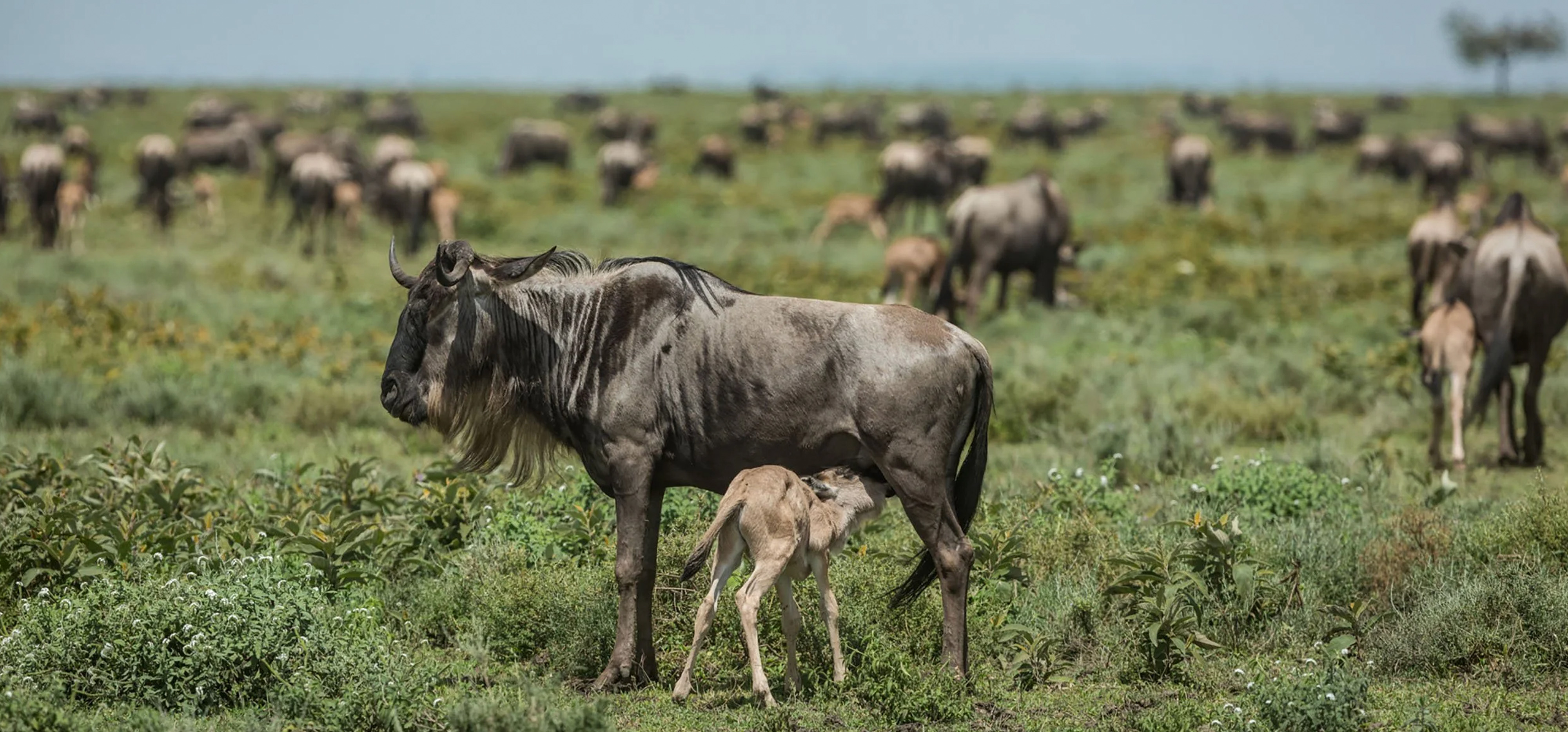 Serengeti calving season safari january