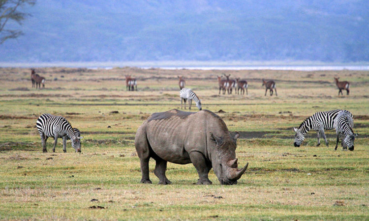 4-Day Tanzania Safari Adventure