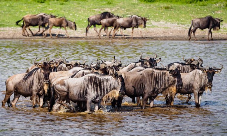 5-Day Luxury Tanzania Wildlife Tour