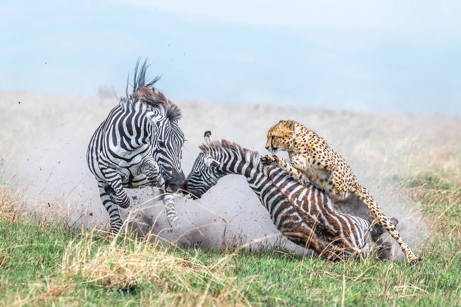 5-Day Northern Tanzania Safari Tour