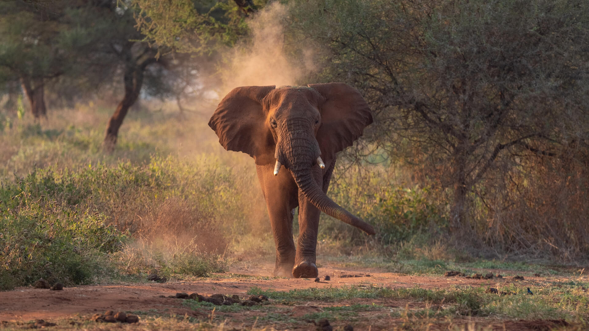 5-Day Northern Tanzania Safari Tour
