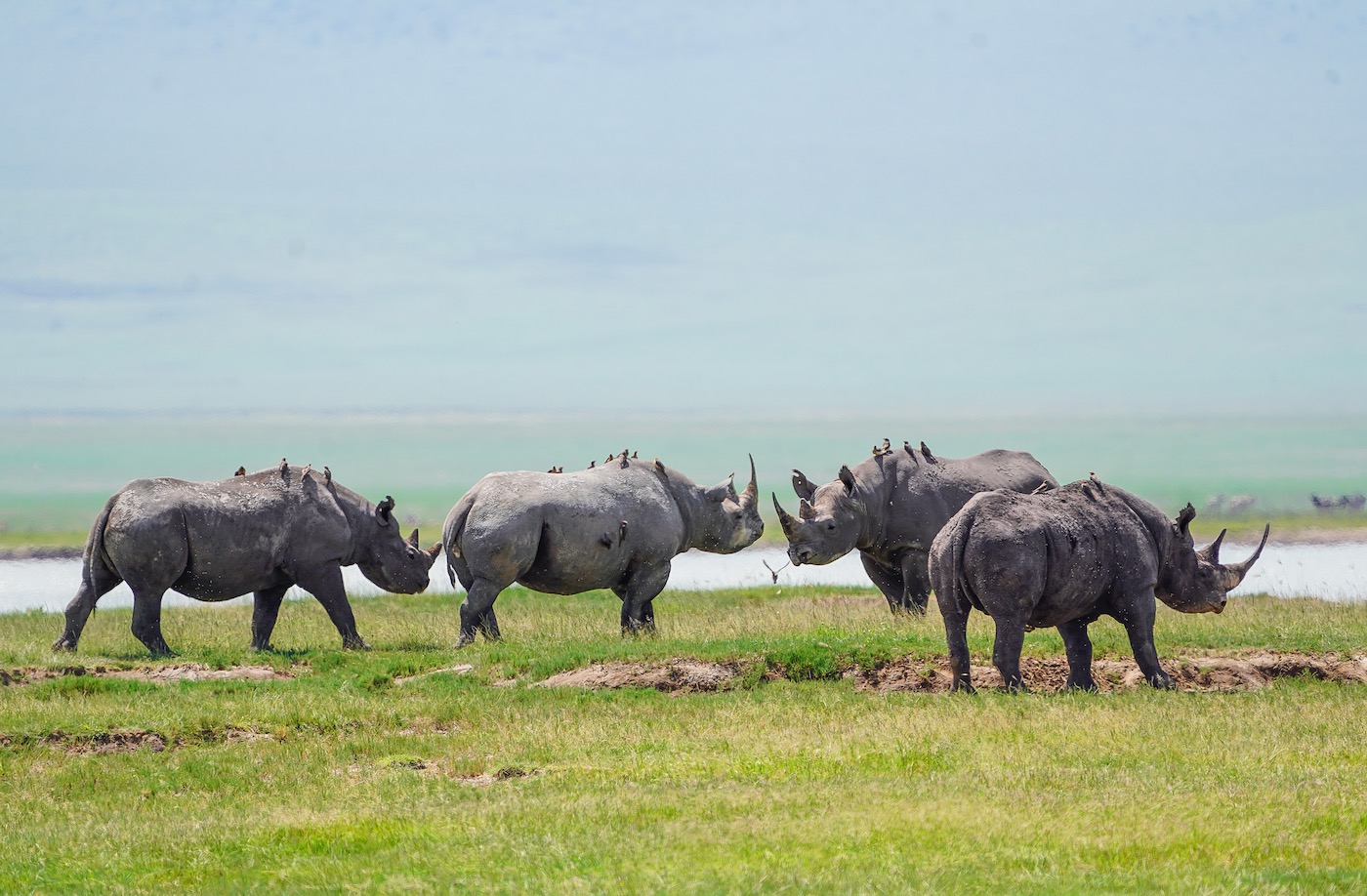 5-Day Northern Tanzania Safari Tour