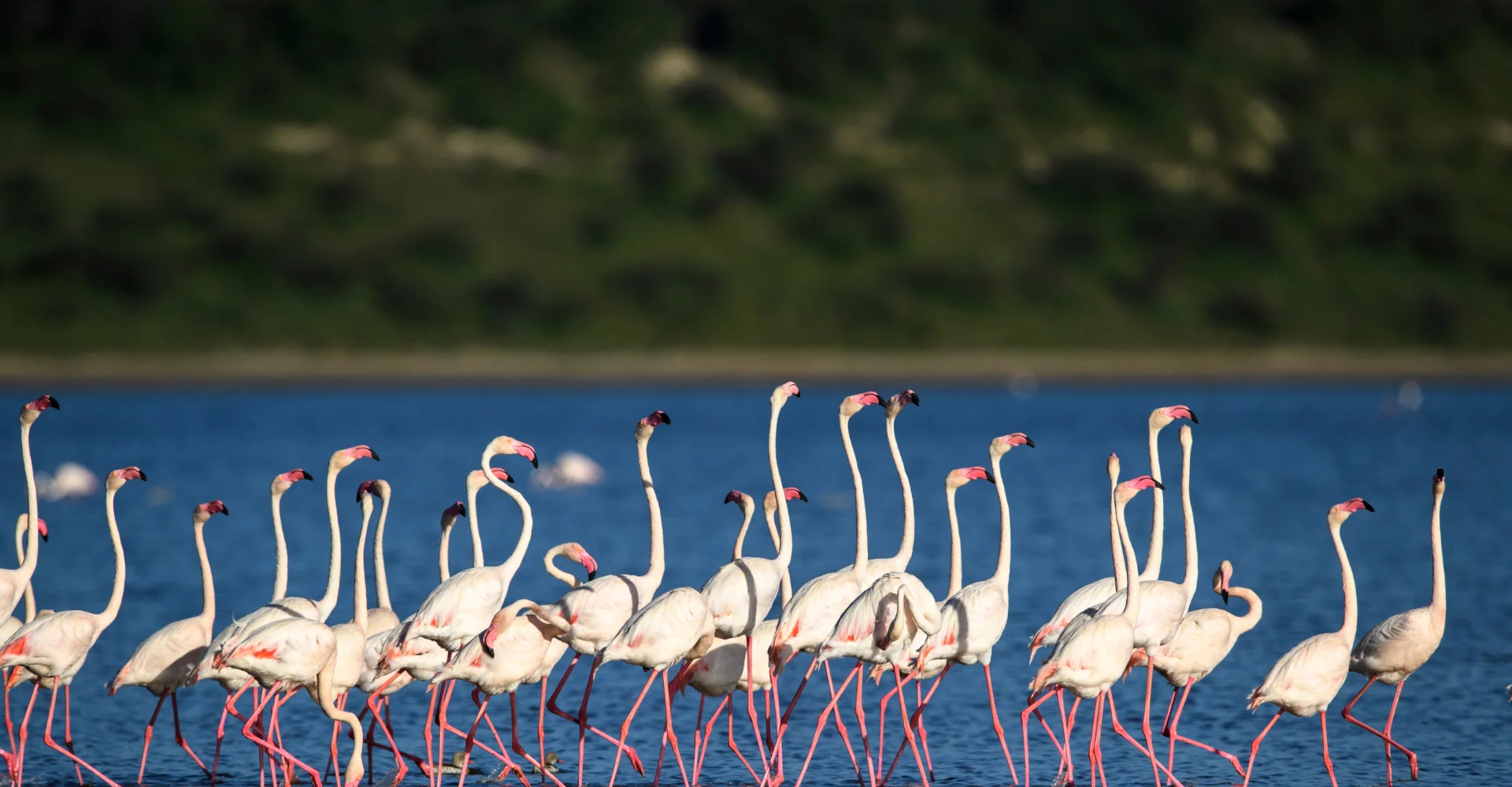 Ultimate 5-Day Tanzania Wildlife Safari