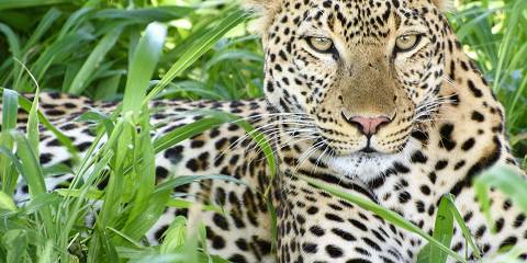 5 Days Exclusive Fly-In Safari from Zanzibar to Nyerere National Park (Selous Kulinda Camp)