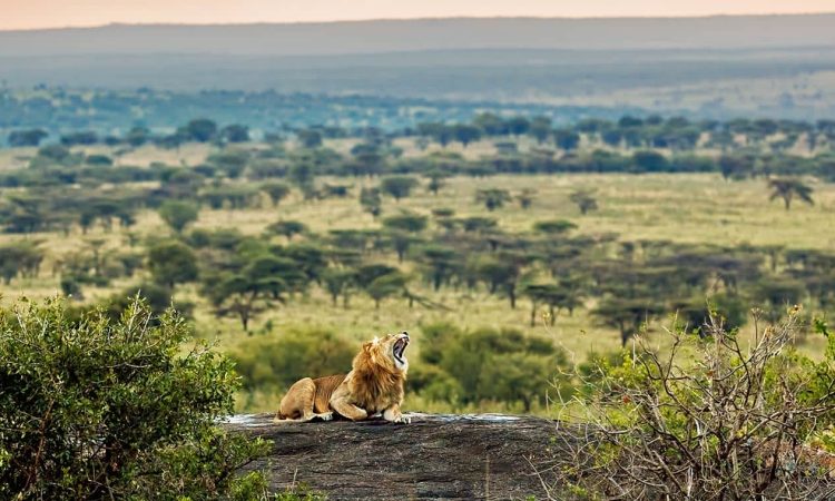 5-Day Luxury Tanzania Wildlife Tour