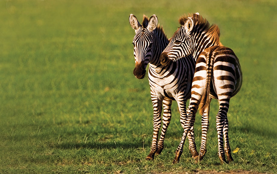 5-Day Northern Tanzania Safari Tour