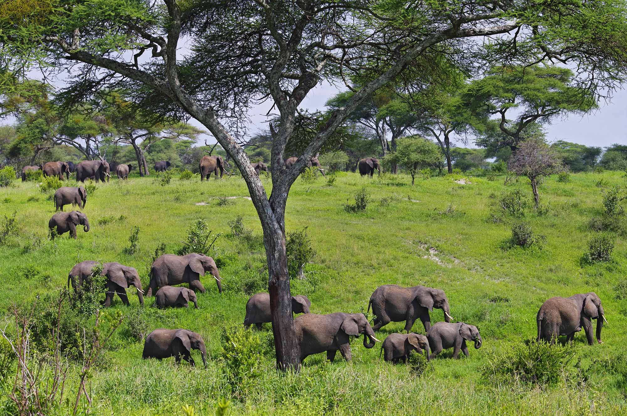 6-Day Cultural & Wildlife Safari in Tanzania