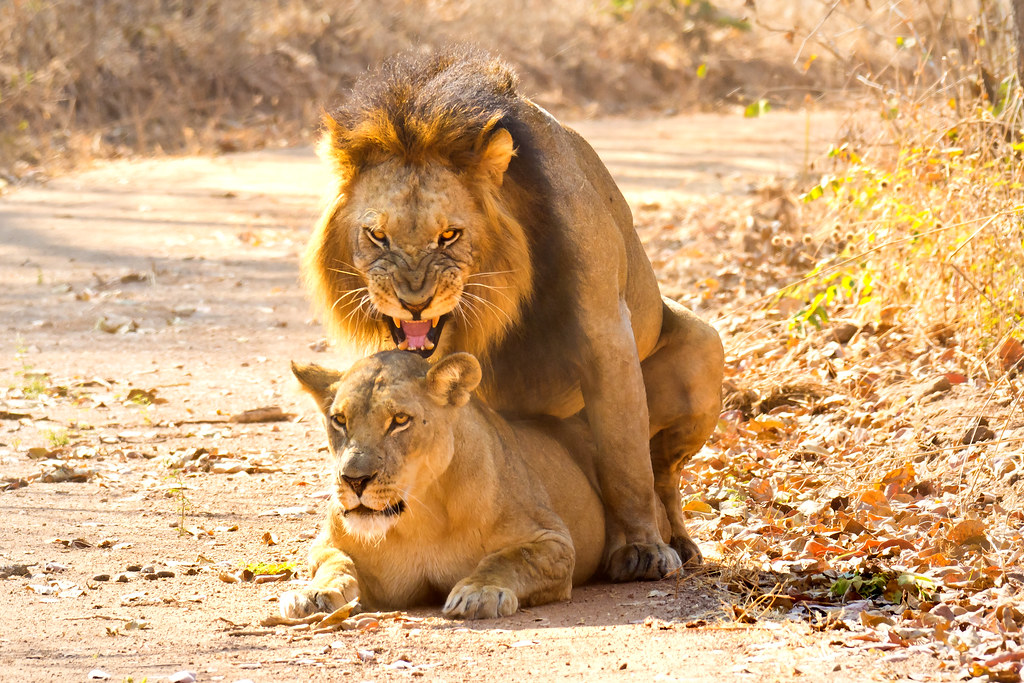 6-Day Tanzania Safari Adventure