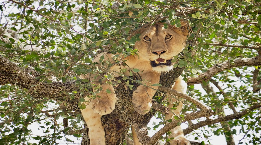 6-Day Tanzania Safari Adventure