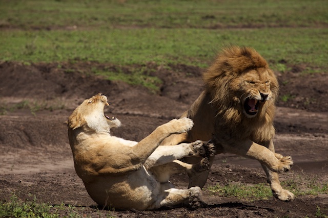 Ultimate 6-Day Tanzania Wildlife Tour