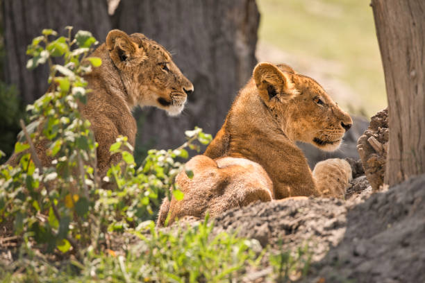 6 Days Luxury Fly-In Safari from Zanzibar to Nyerere & Ruaha National Parks
