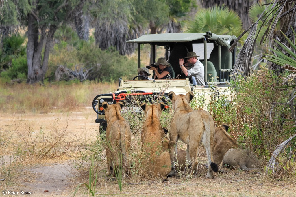 6 Days Luxury Fly-In Safari from Zanzibar to Nyerere & Ruaha National Parks 6 Days Luxury Fly-In Safari from Zanzibar to Nyerere & Ruaha National Parks