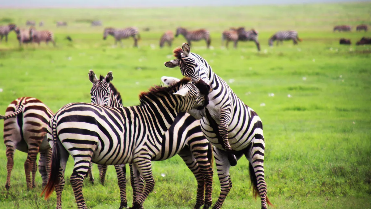 6-Day Tanzania Safari Adventure