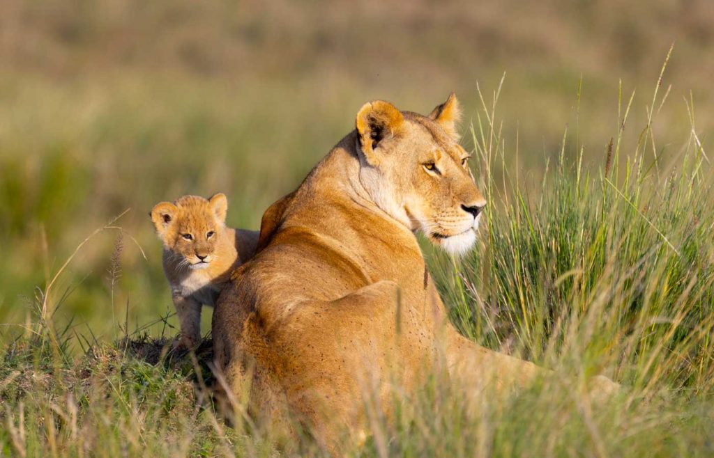 Tailor-made Tanzania luxury safari tours