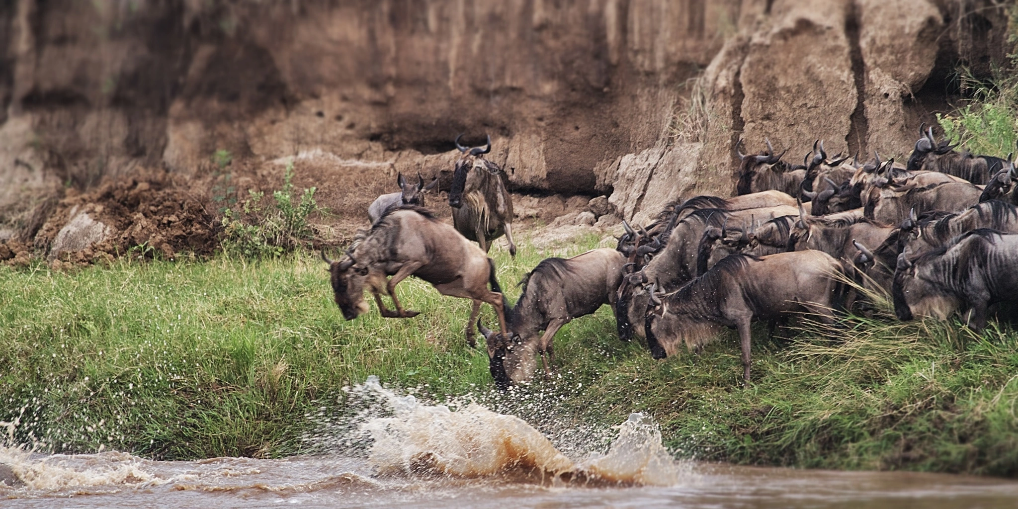 6 Days  African Migration Safaris Tanzania or Kenya 