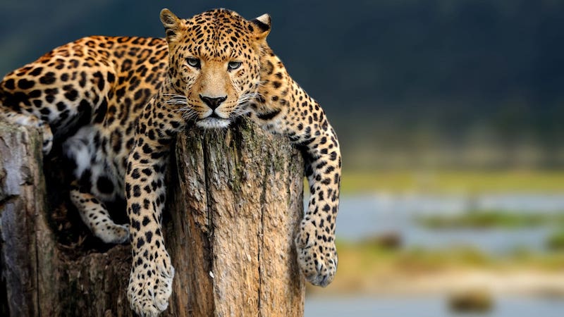 7-Day Tanzania Safari Experience Cultural
