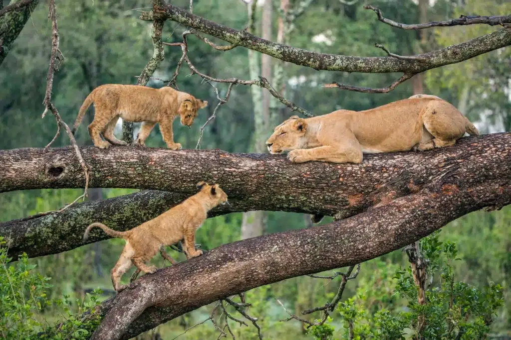7-Day Tanzania Cultural & Nature Tour