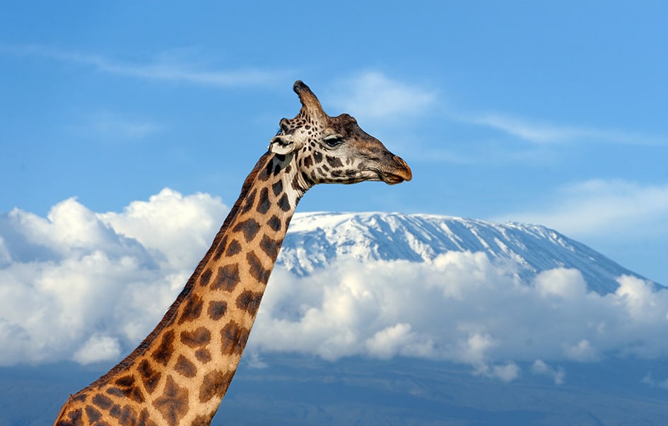 Luxury Kilimanjaro & Safari Honeymoon