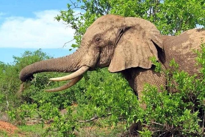 8 Days Selous–Ruaha–Mikumi Safari Circuit from Zanzibar