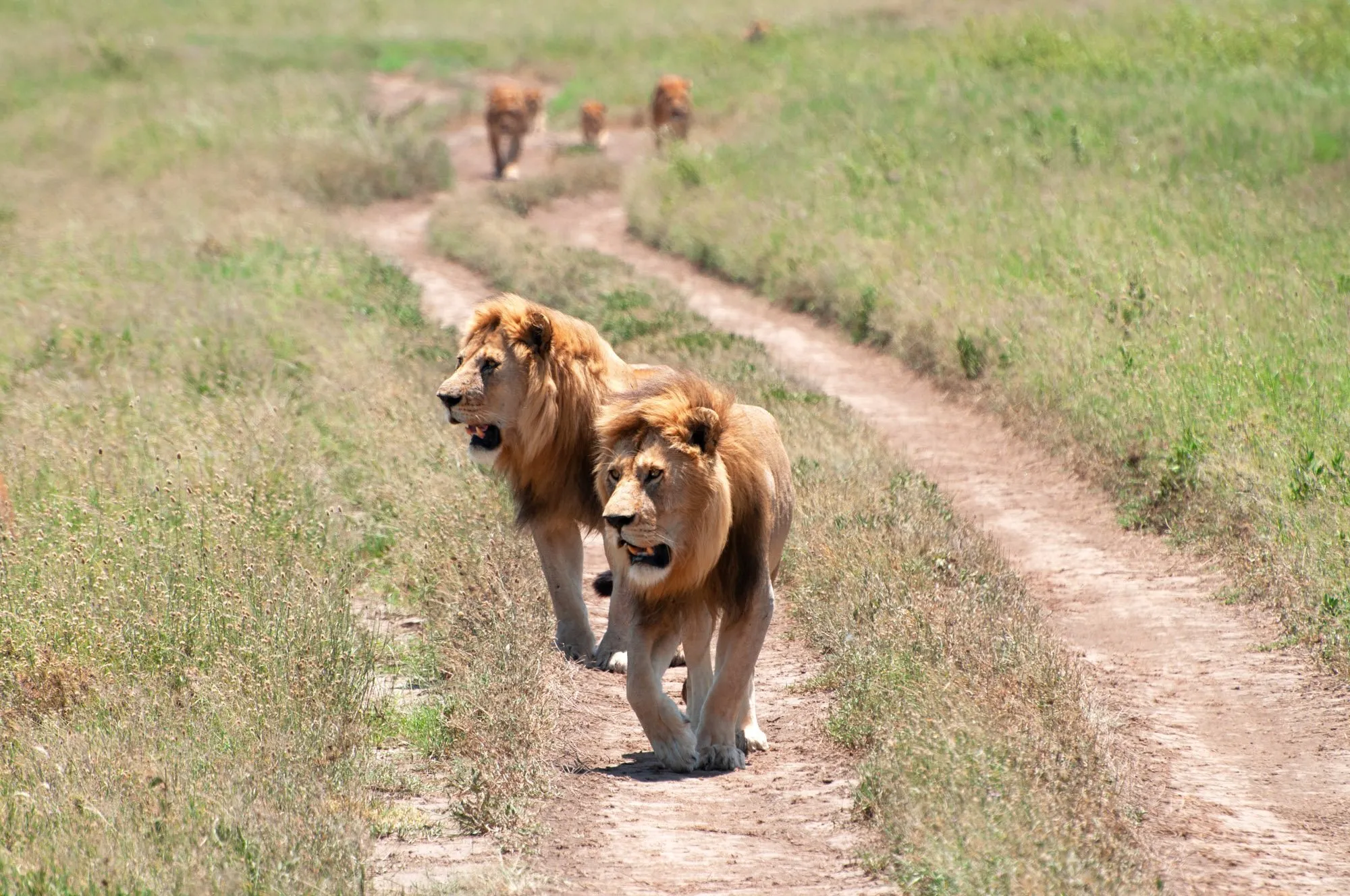 8-Day Serengeti Northern Migration Safari Adventure