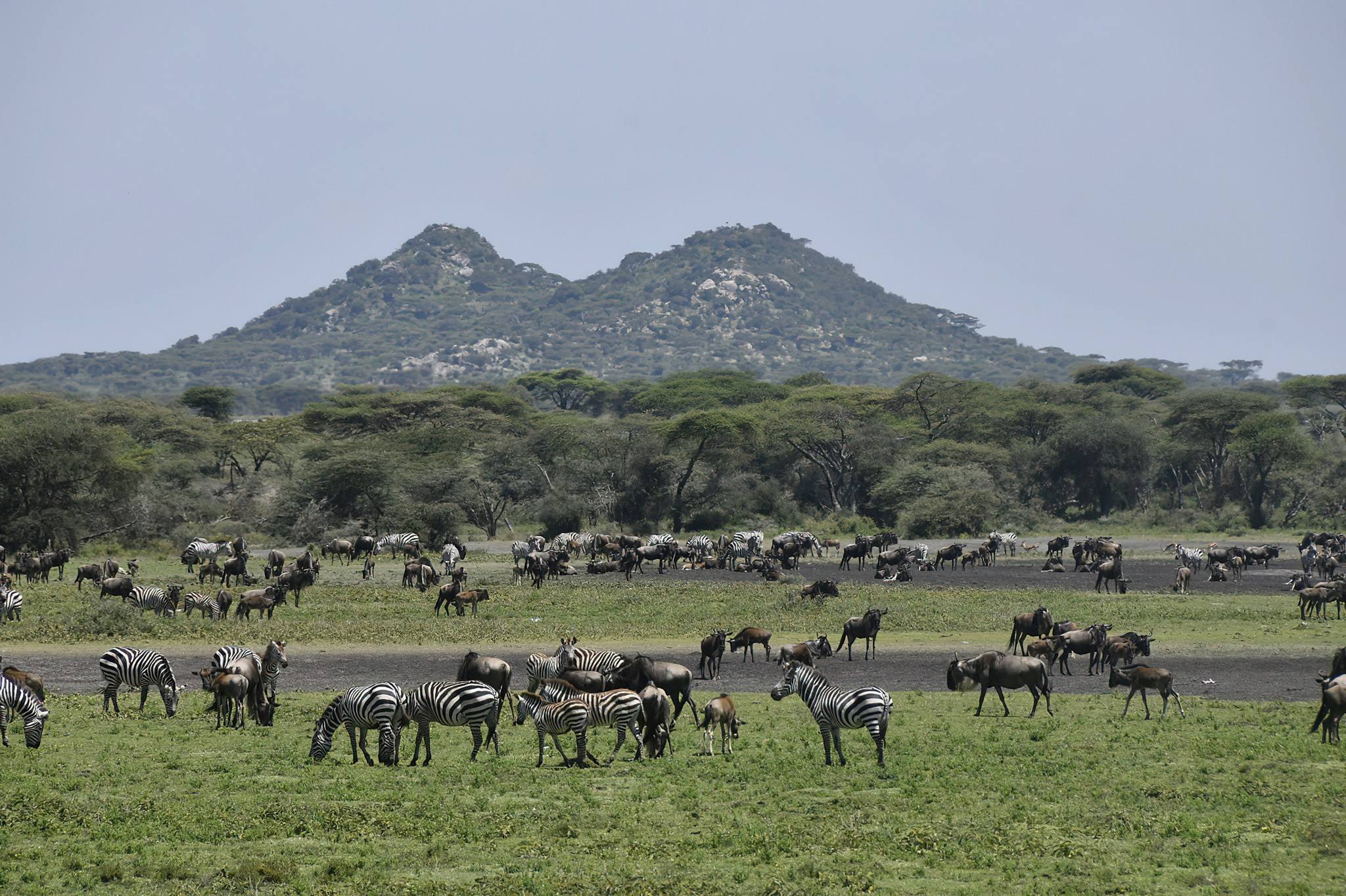 8-Day Serengeti Northern Migration Safari Adventure