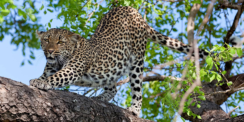 8-Day Tanzania Wildlife Safari