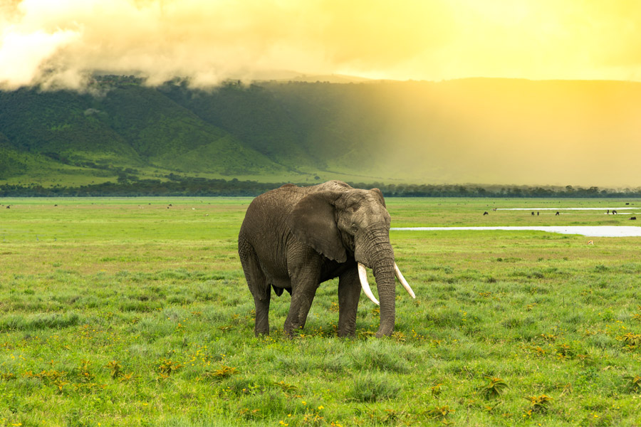 8-Day Tanzania Wildlife Safari
