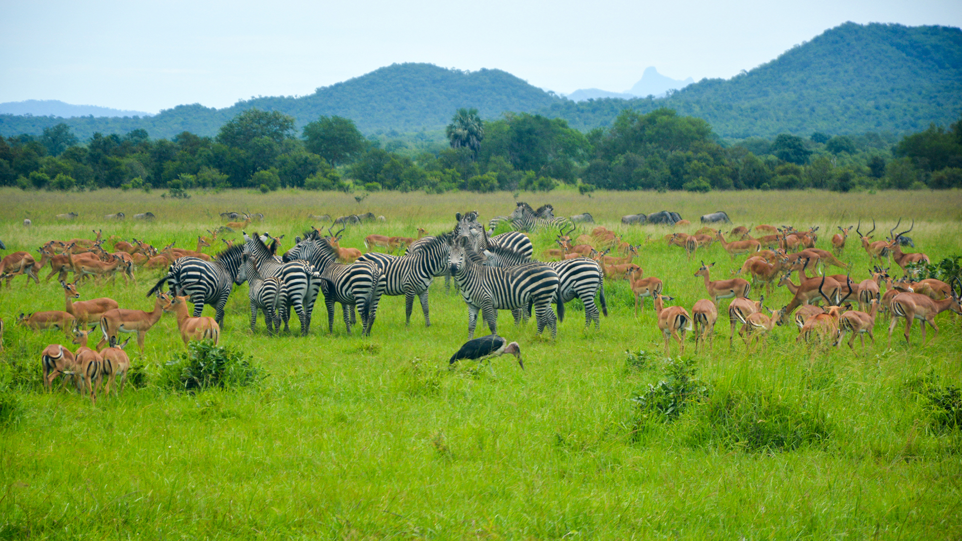 8 Days Selous–Ruaha–Mikumi Safari Circuit from Zanzibar