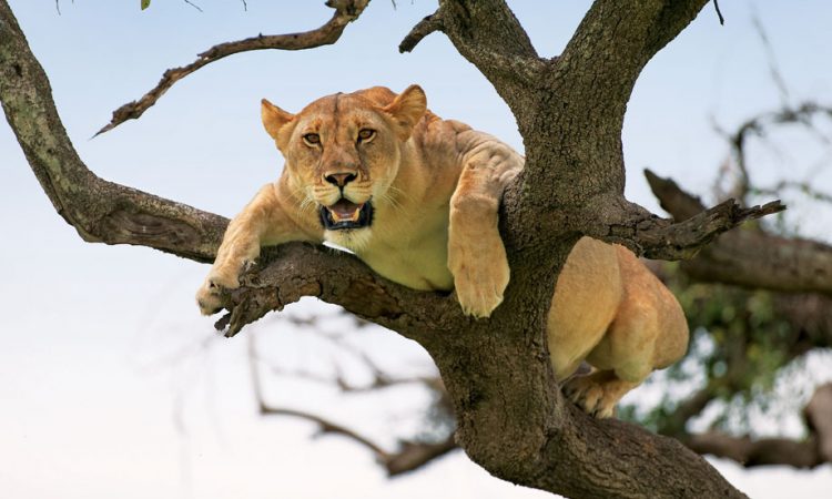 9-Day Tanzania Safari Itinerary