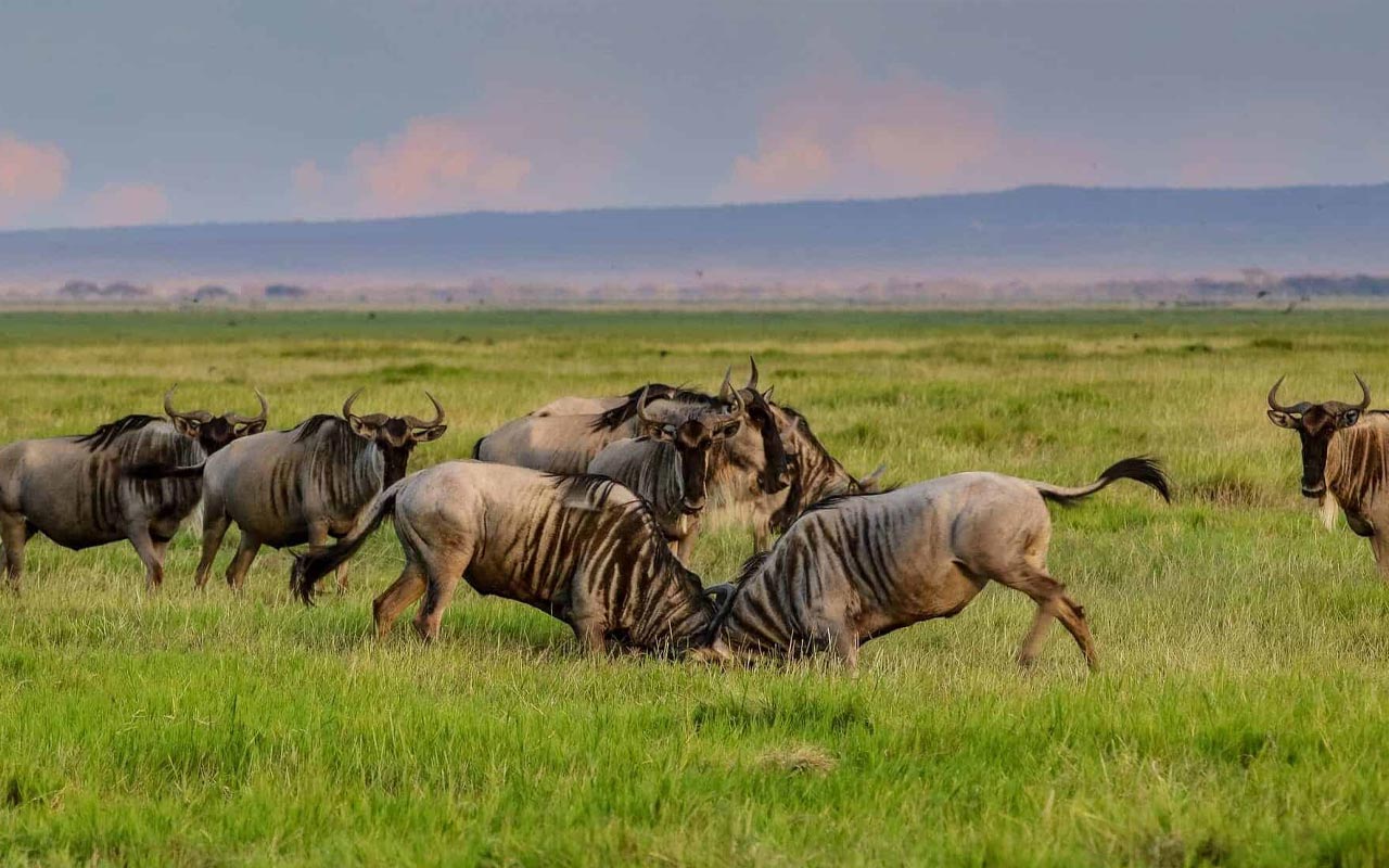 Exclusive 9-Day Tanzania Safari
