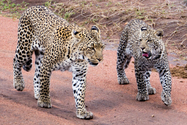 9-Day Tanzania Safari Itinerary