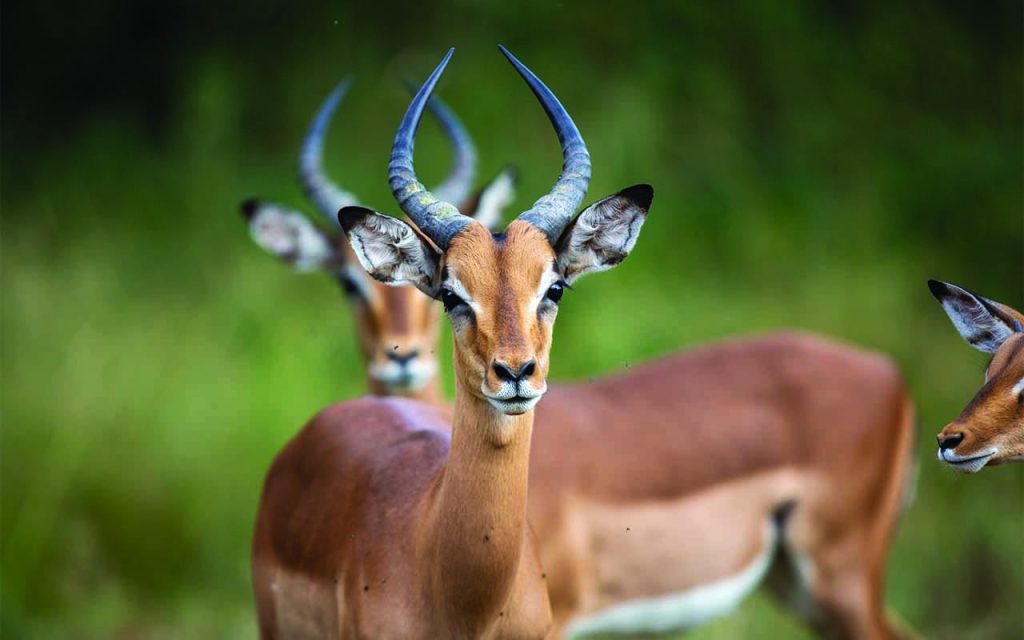 Nairobi National Park + Maasai Mara combo 2027