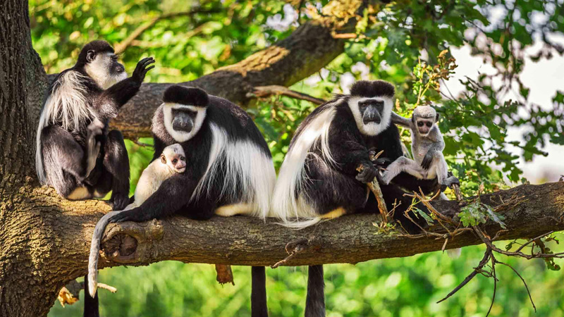 Arusha NP entrance fee