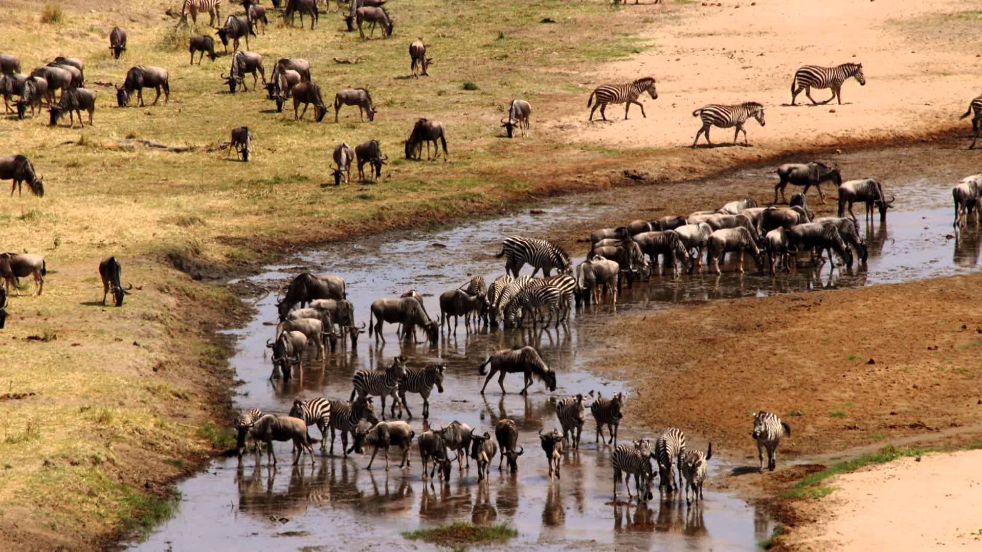 6 Days Luxury Northern & Southern Tanzania Safari