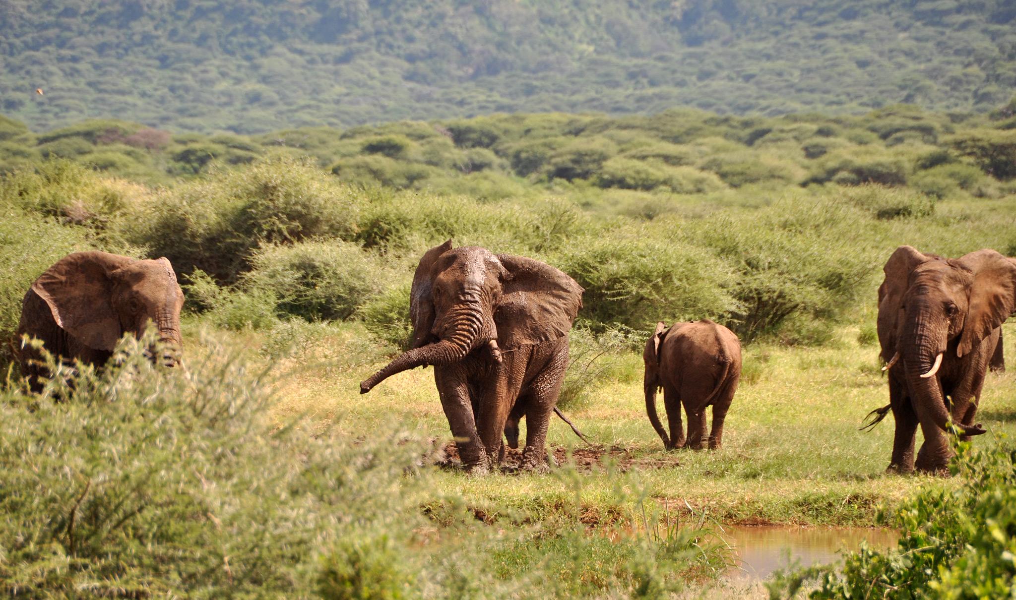Exclusive 14-Day Tanzania Safari