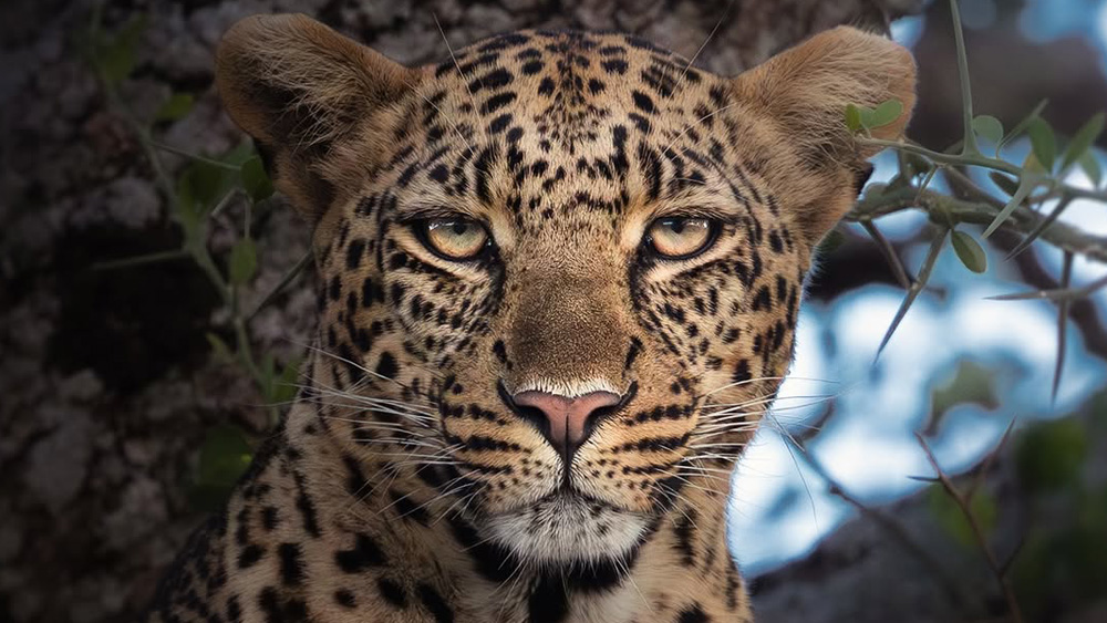 Best 2 Days Tanzania Group Safari: Tarangire and Ngorongoro Crater"
