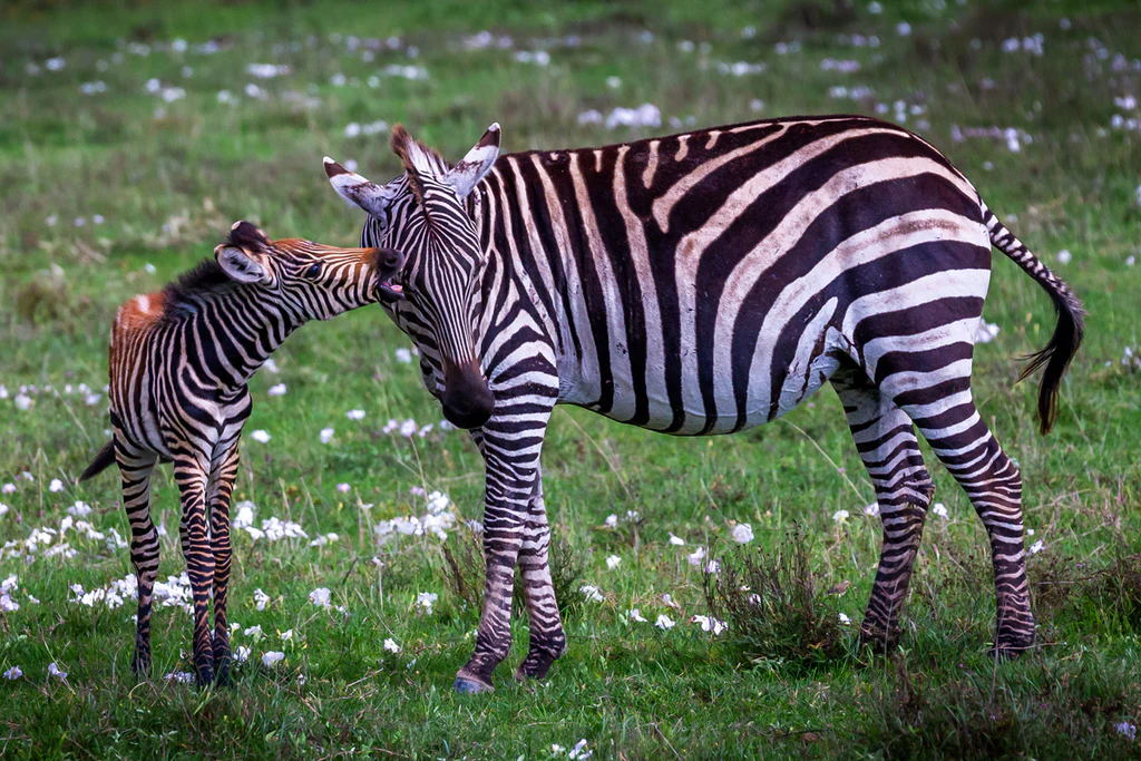4-Day Tanzania Safari Adventure