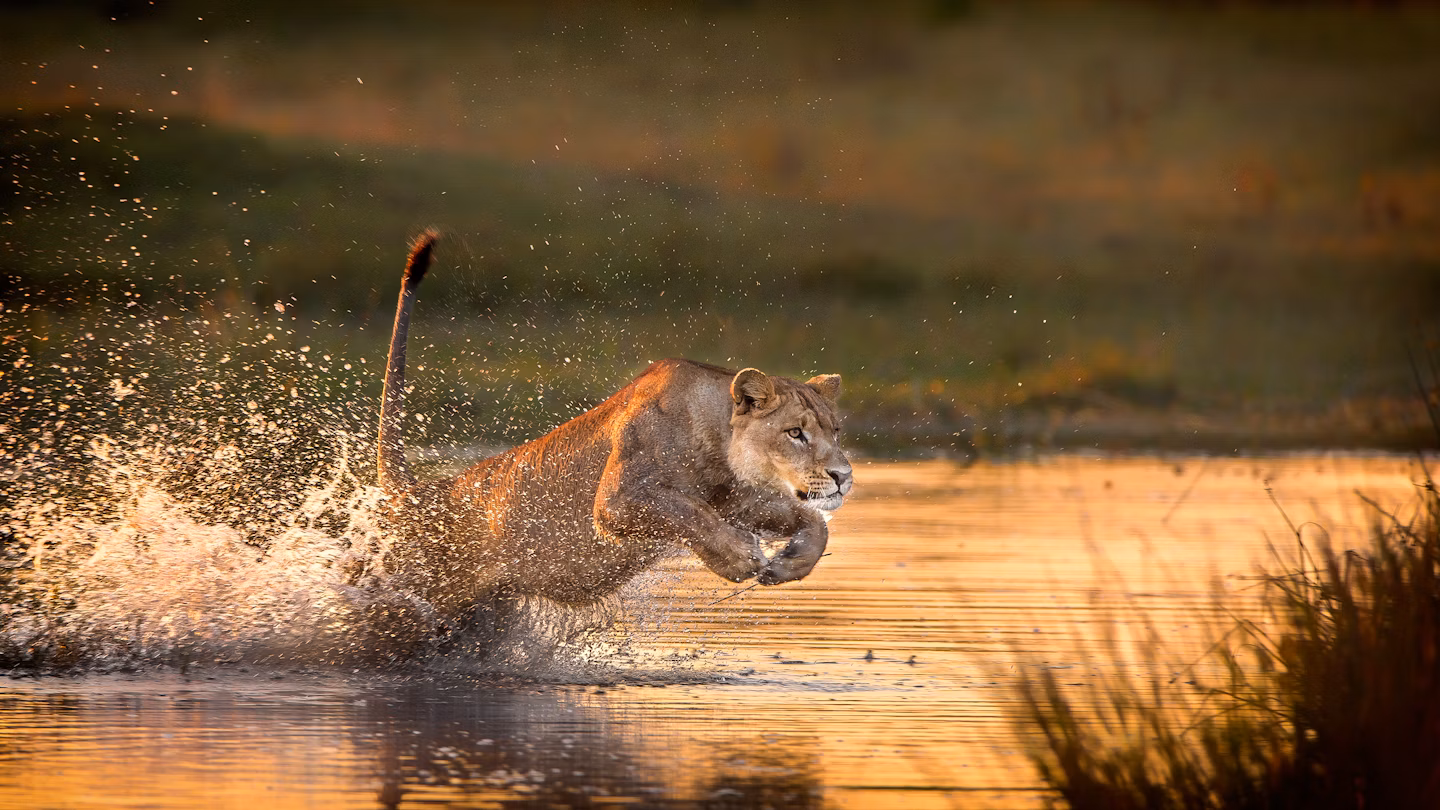4-Day Tanzania Safari Adventure