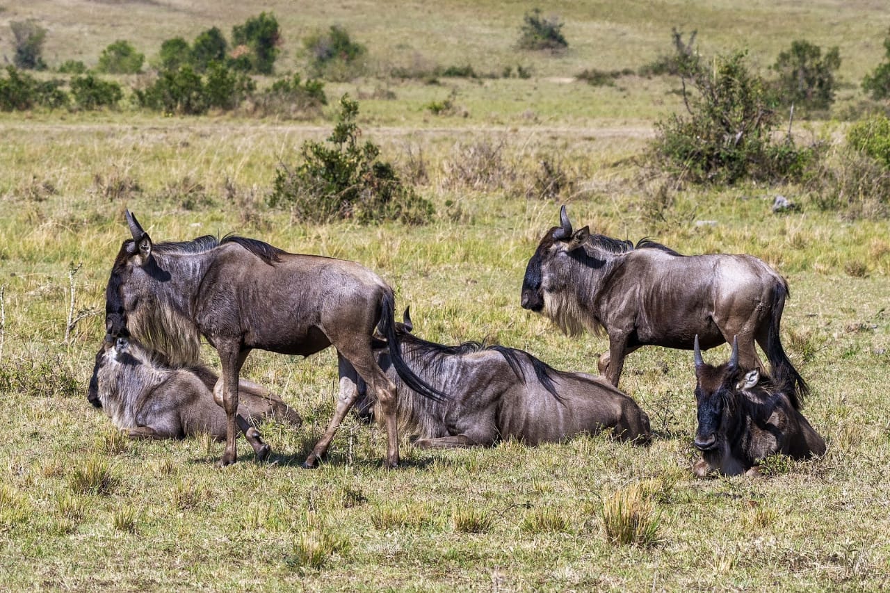 5-Day Luxury Tanzania Wildlife Tour